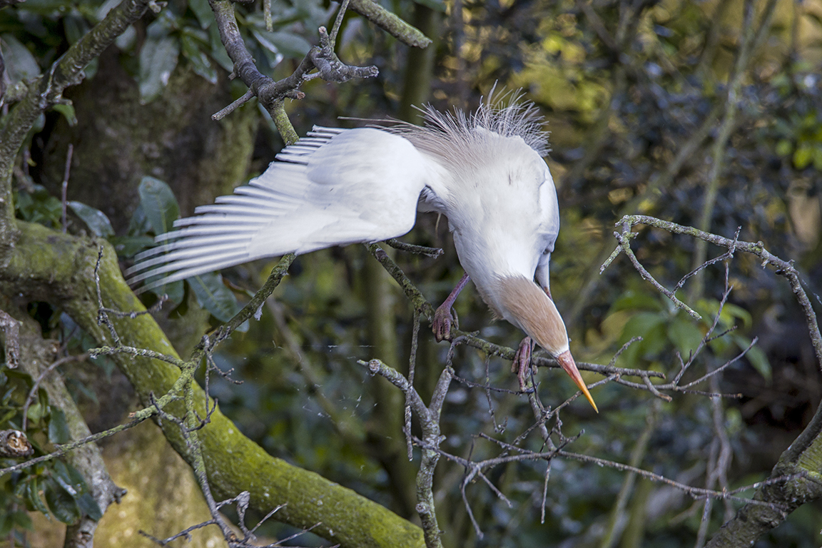 Cattle_Egret_v2_AF_4_19_600mm_76A8277