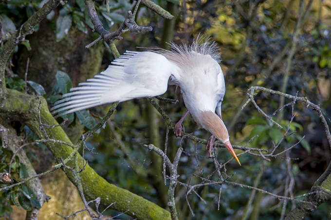 Cattle_Egret_v2_AF_4_19_600mm_76A8277