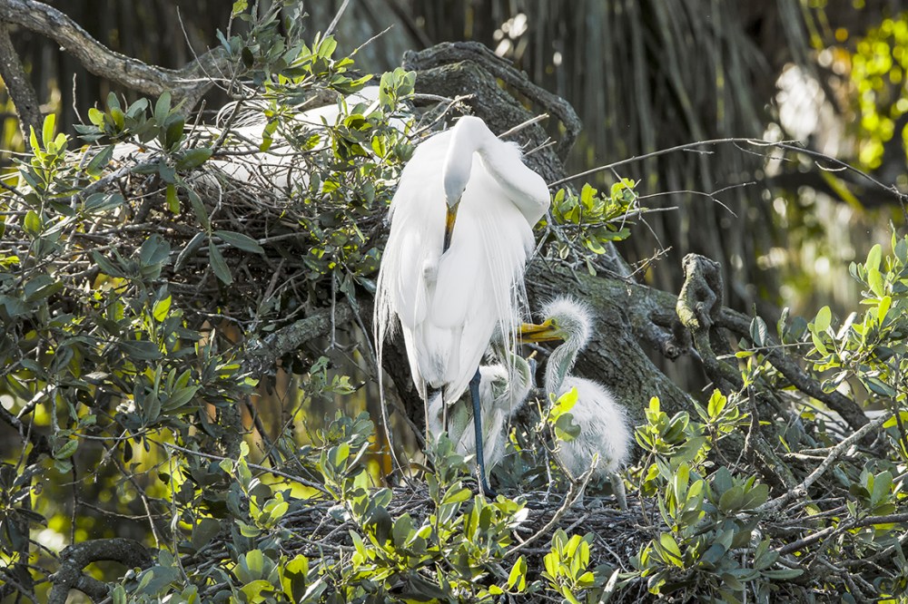 GE_2_Nests_Chicks_v2_AF_4_19_400mm_076A9455