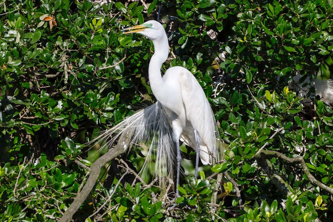 GE_Breeding_Plumage_v1_AF_600mm_76A4179