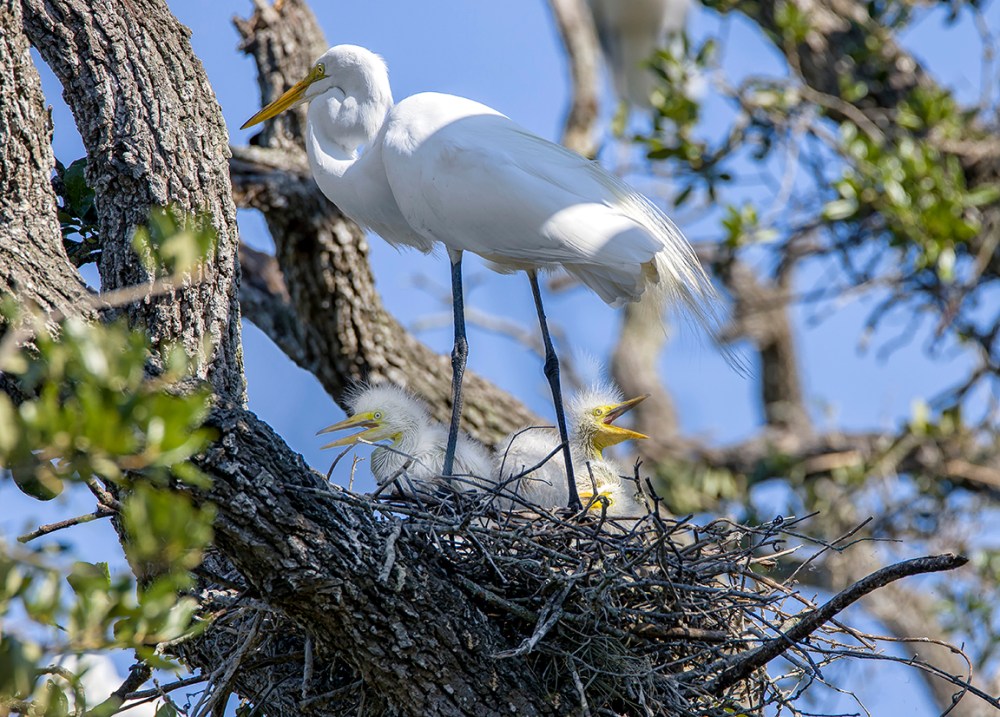 GE_Chicks_AF_4_19_v1_500mm076A9693