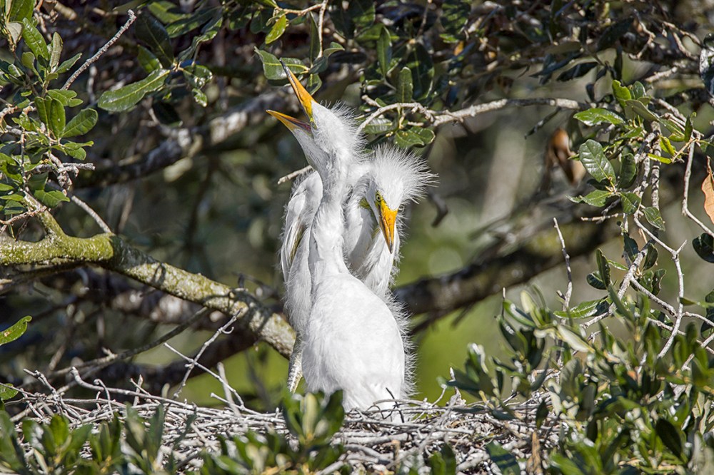 GE_Chicks_v2_AF_4_19_600mm_076A9502