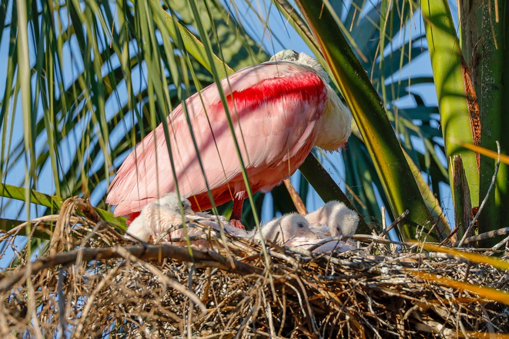 Roseate_Spoonbill_chicks_v2_AF_4_19_600mm_76A8086