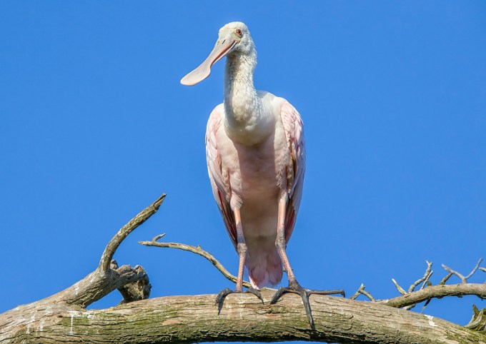 Roseate_Spoonbill_v2_AF_4_19_600mm_76A8948
