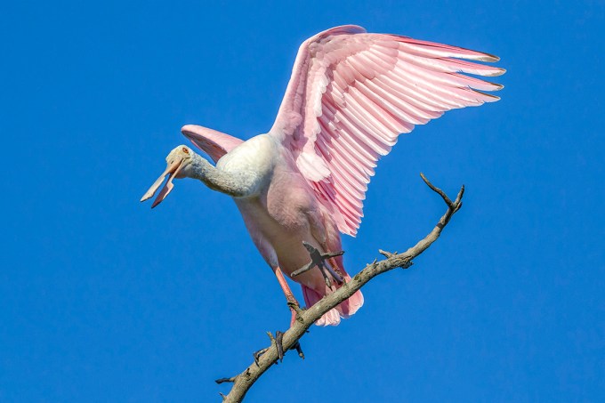 Roseate_Spoonbill_v2_AF_4_19_600mm_76A8957