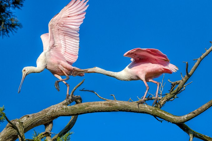 Roseate_Spoonbills_v1_AF_4_19_250mm_76A9000