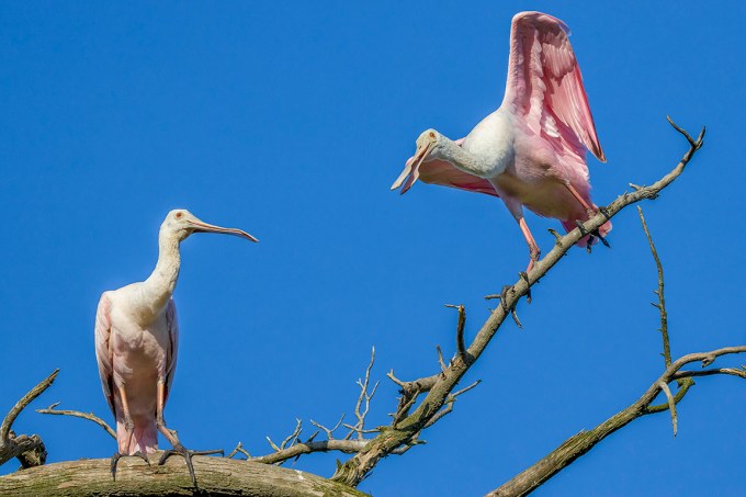 Roseate_Spoonbills_v2_AF_4_19_225mm_76A8967