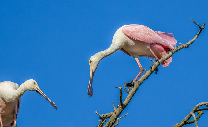 Roseate_Spoonbills_v2_AF_4_19_310mm_76A8977