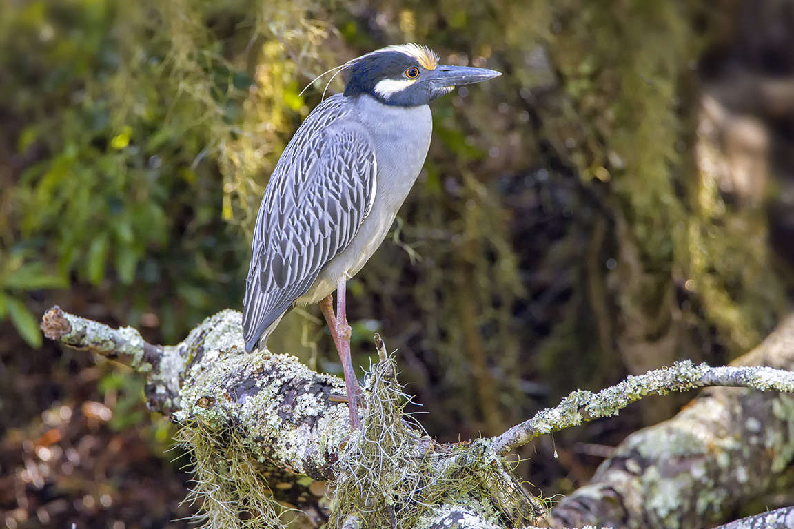 YCNH_v2_mag_swp_4_19_v1_600mm_76A6174