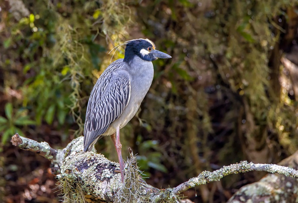 YCNH_v2_MagSwmp_4_19_600mm