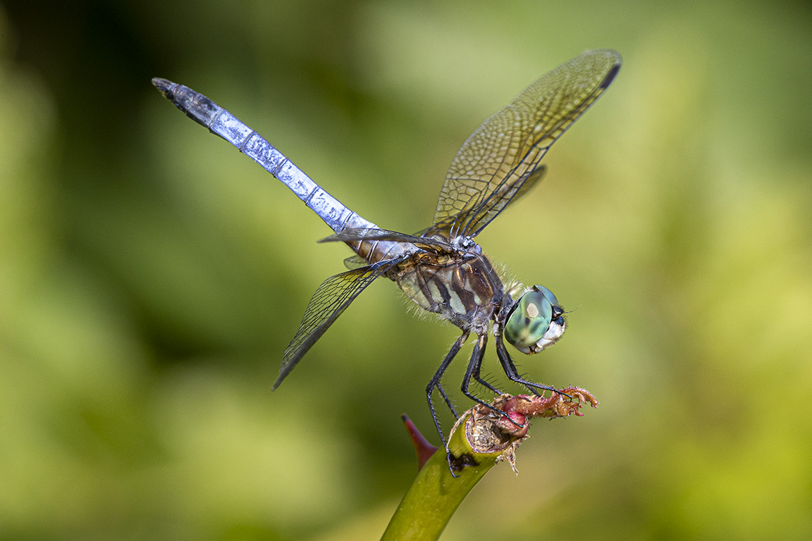 Blue Dasher_v2_f16_420mm_DM 6_19_76A0627 copy