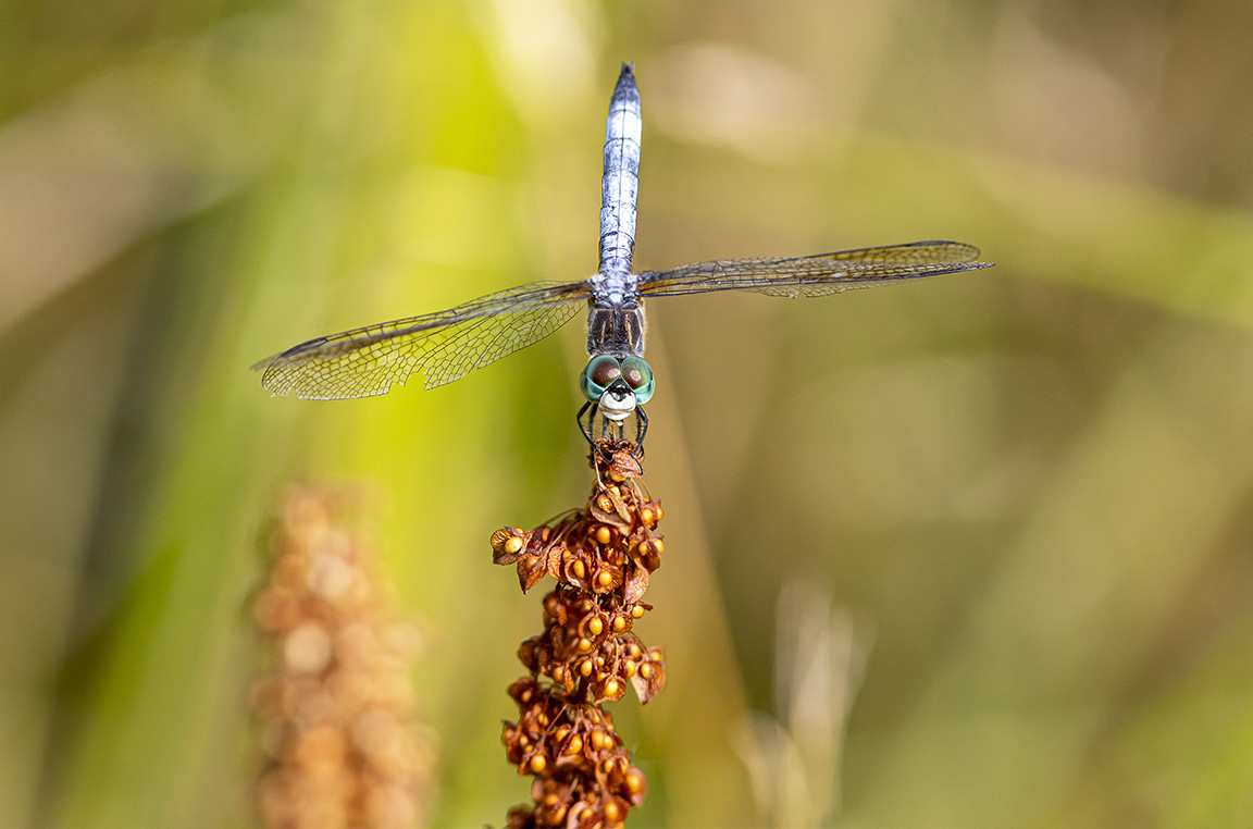 Blue_Dasher._male_v2_420mm_2img_pan_6_9_DM