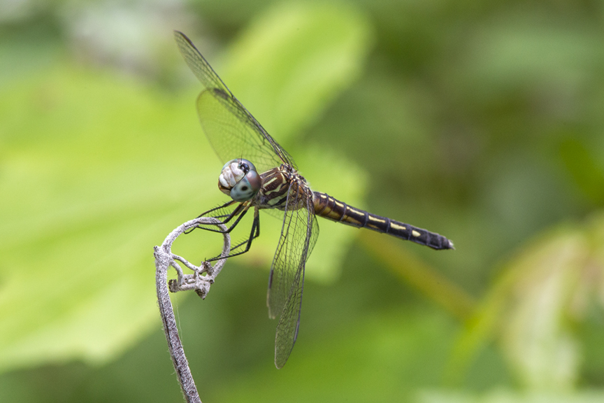 Blue_Dasher_v2_FM_PP_43G7128