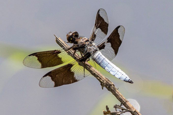 Common_Whitetail_Male_v2_420mm_f11_76A0769