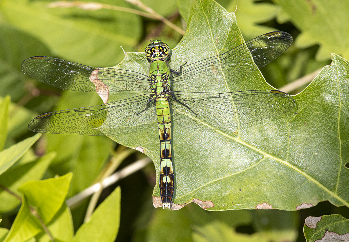 Eastern_Pondhawk_FM_v2_420mm_f16_6_19_76A0640