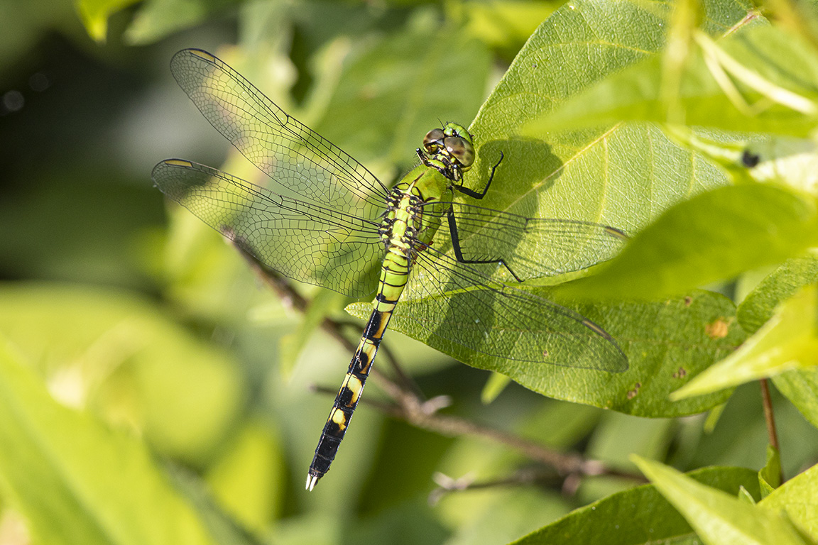 Eastern_Pondhawk_FM_v2_6_19_DM_76A0651