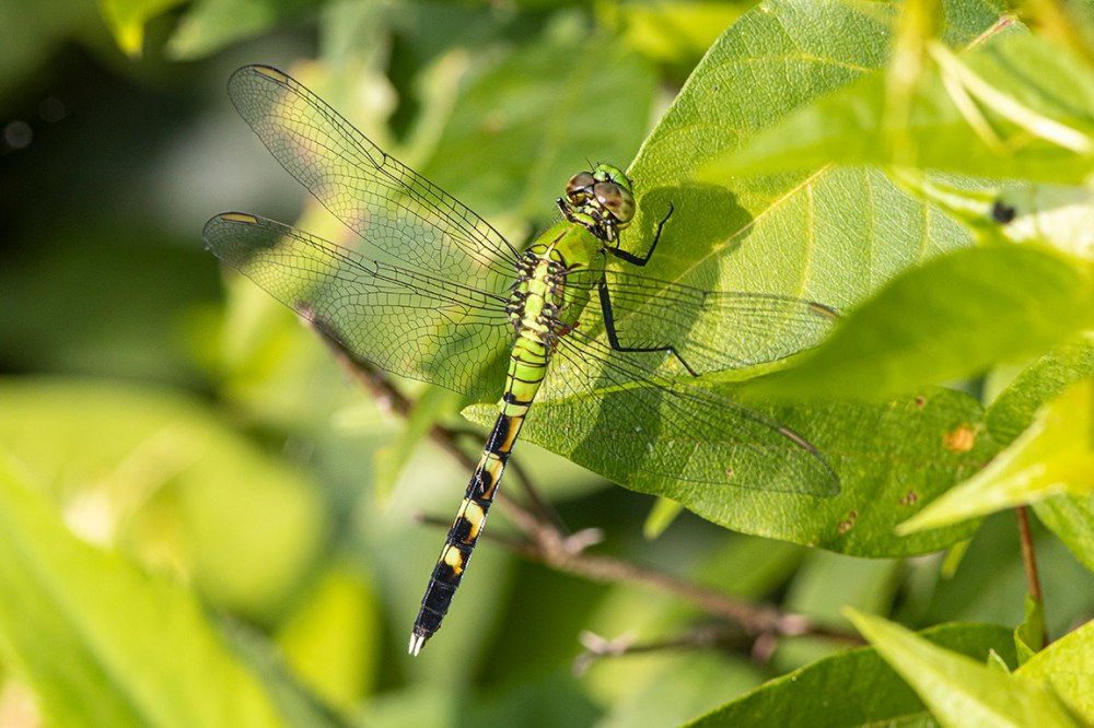 Eastern_Pondhawk_FM_v2_6_19_DM_76A0651