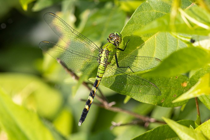 Eastern_Pondhawk_FM_v2_6_19_DM_76A0651