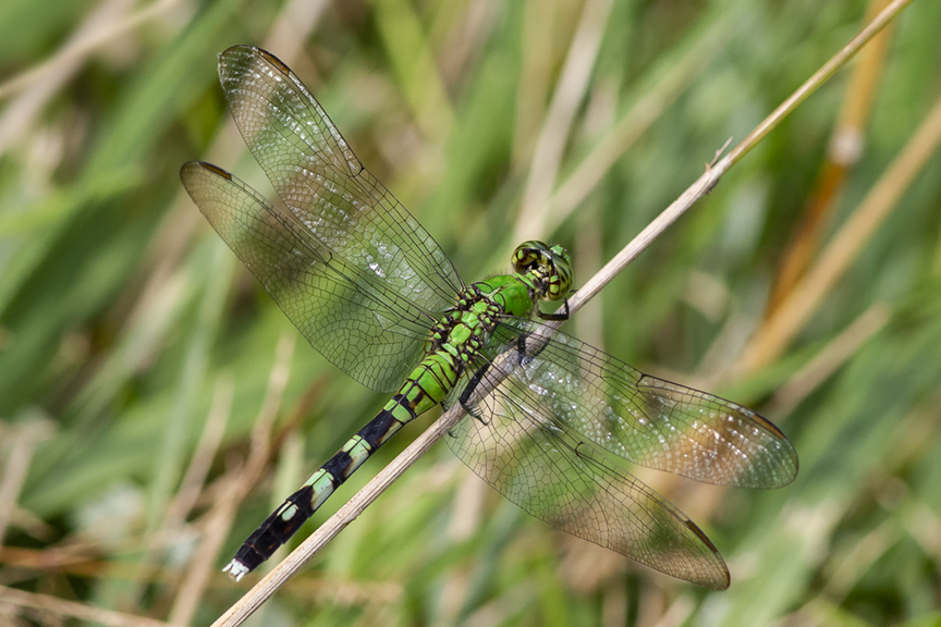 Eastern_Pondhawk_v1_DM8_18_43G6800