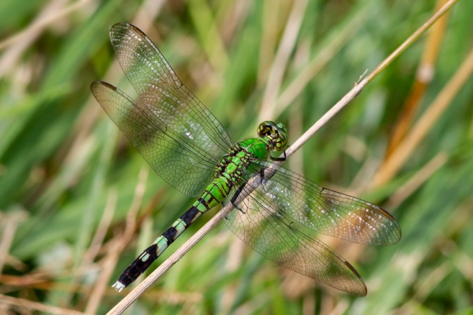 Eastern_Pondhawk_v1_DM8_18_43G6800