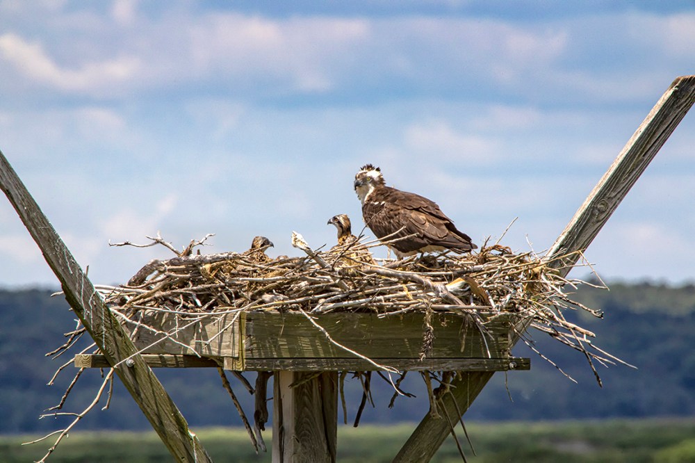 Osprey_Nest_v1_Brig_6 19_1200mm_76A0507