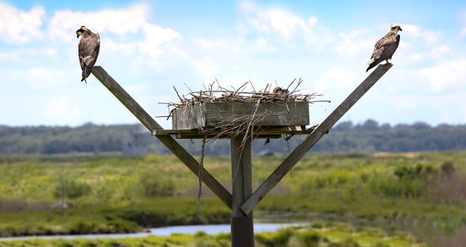 Osprey_Platform_vf2_pano 3img 1200mm