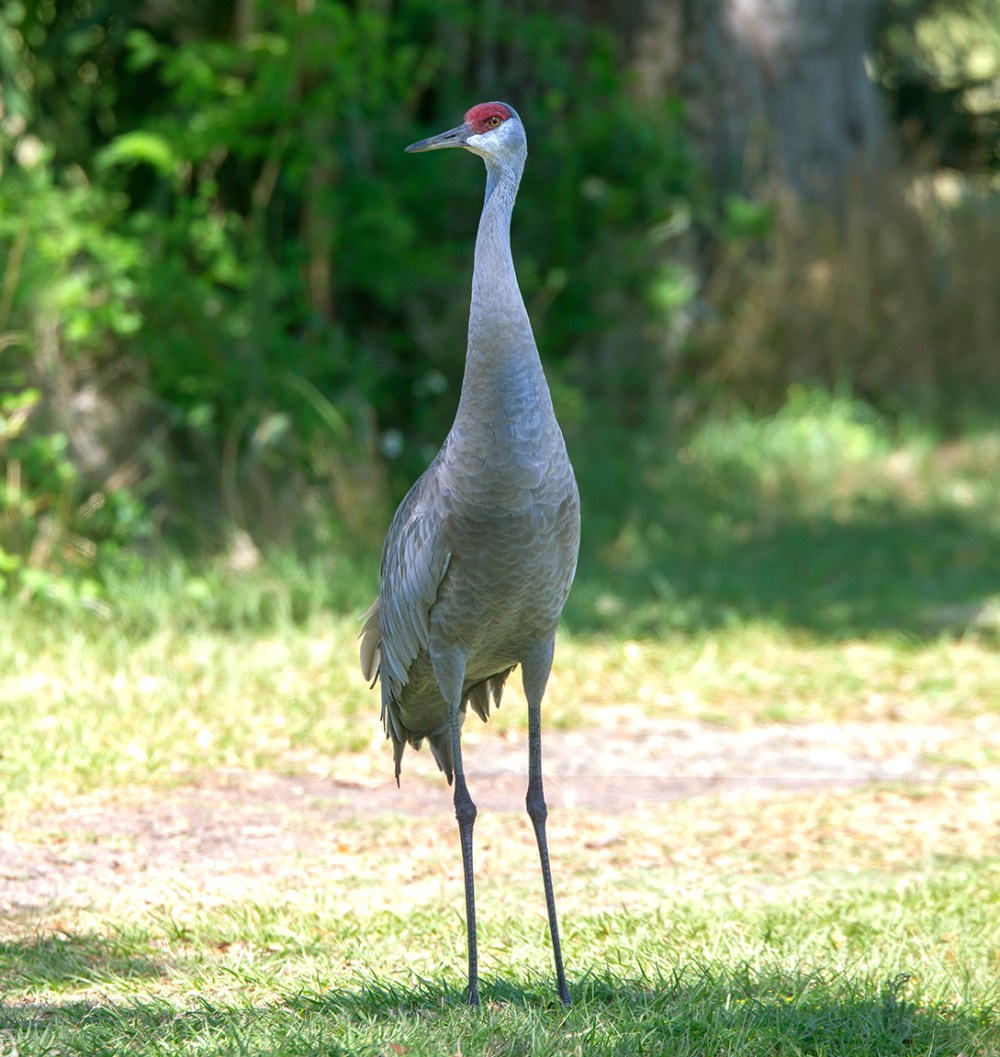 Sandhill Crane_2ing pano 400mm v2