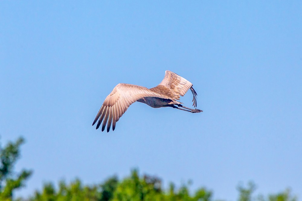 Sandhill Crane_LW_v2_43G0085