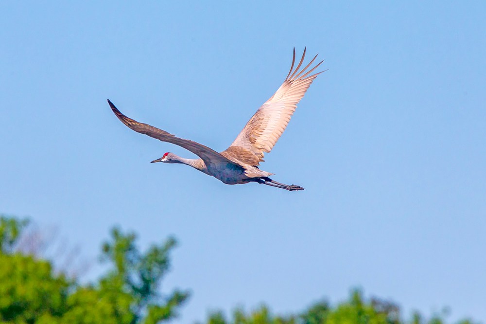 Sandhill Crane_LW_v3_43G0086