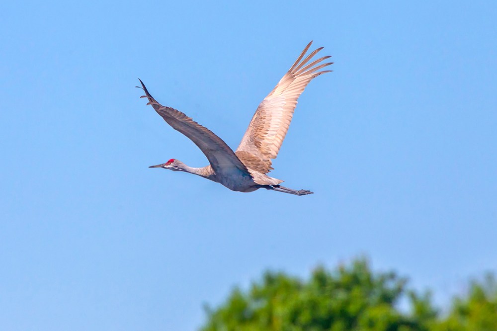 Sandhill Crane_LW_v4_43G0089
