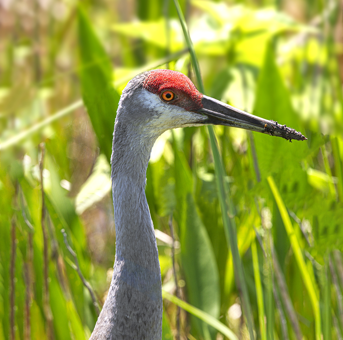 Sandhill_Crane_2img_Pan_4_19_LW_560mm_vf5