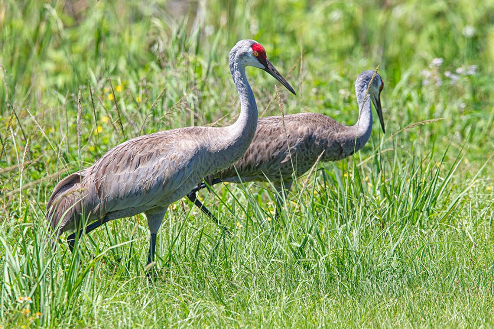 Sandhill_Crane_LW_v3_4_19_560mm_43G0413