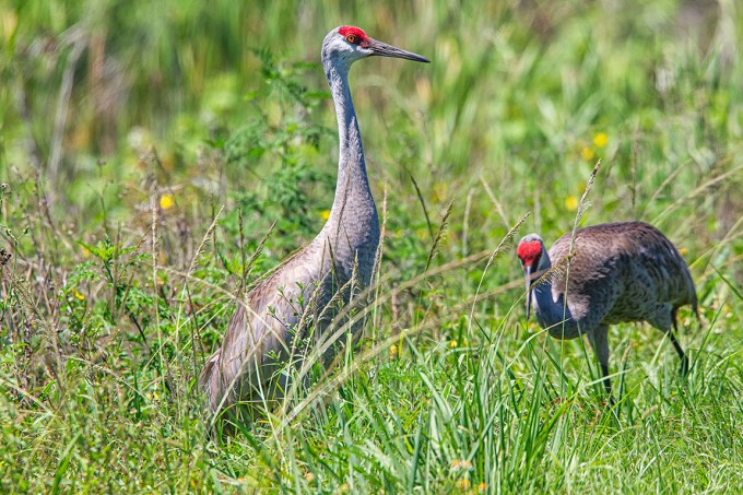 Sandhill_Crane_v1_LW_4_19_560mm_43G0380