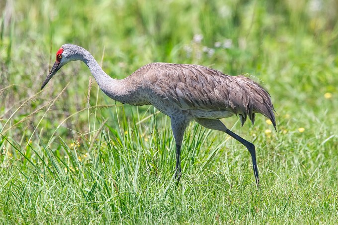 Sandhill_Crane_v2_LW_4_19_560mm_43G0349