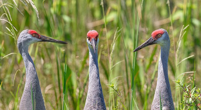 Sandhill_Cranes_Port_MugShots_v2_setup_LW_4_19_560mm__43G0567