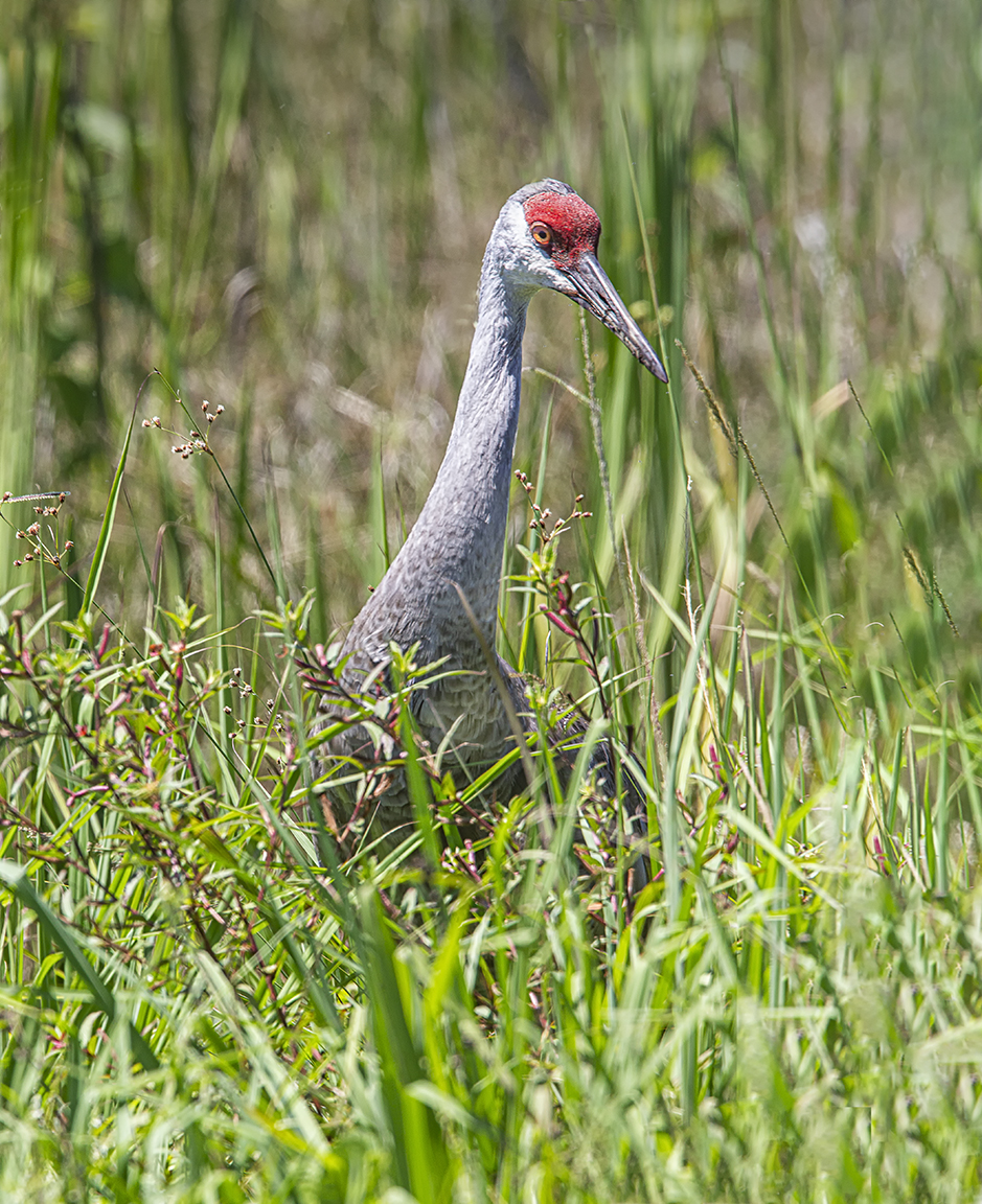 Sandhill_Cranes_v1_LW_4_19_560mm_0544_2img pano