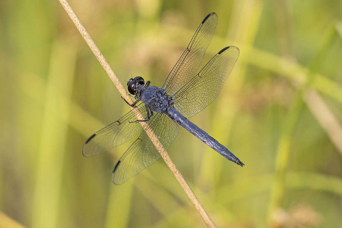 Slaty_Skimmer_male_v2_420mm_f8_6_9_DM_76A0723
