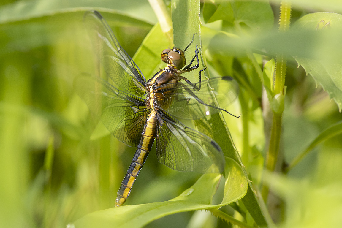 Widow_Skimmer_FM_6_19_v1_DM_f11_76A0781