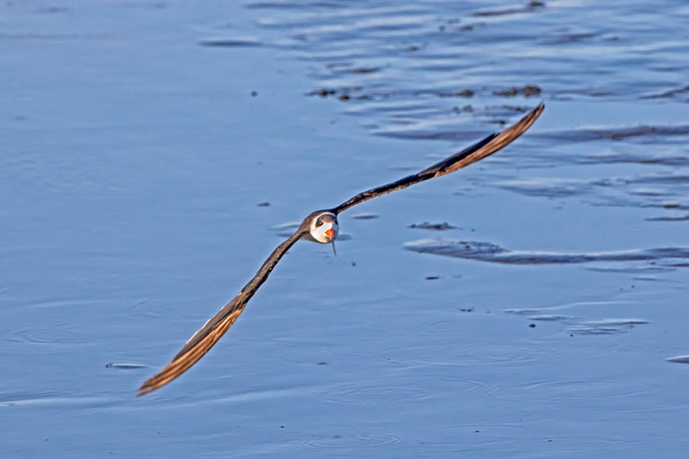 Black_Skimmer_Brig_76A6752