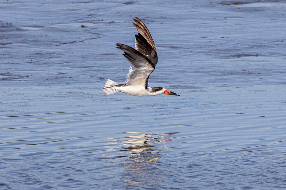 Black_Skimmer_v1_Flyby_Brig_6_19_600mm_76A7740
