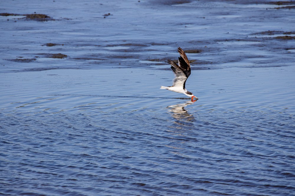 Black_Skimmer_v1_Flyby_Brig_6_19_600mm__76A7742