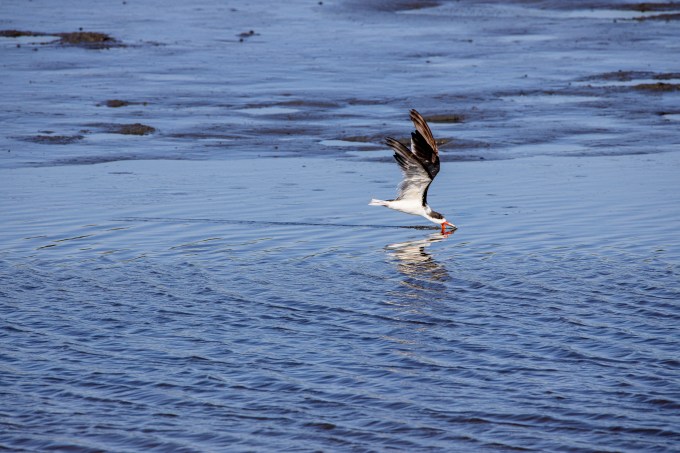 Black_Skimmer_v1_Flyby_Brig_6_19_600mm__76A7742