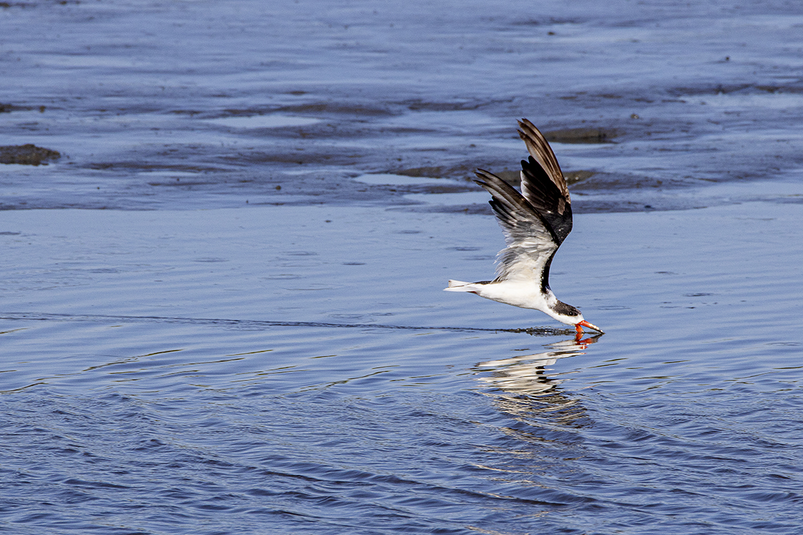 Black_Skimmer_v2_Flyby_Brig_6_19_600mm__76A7742