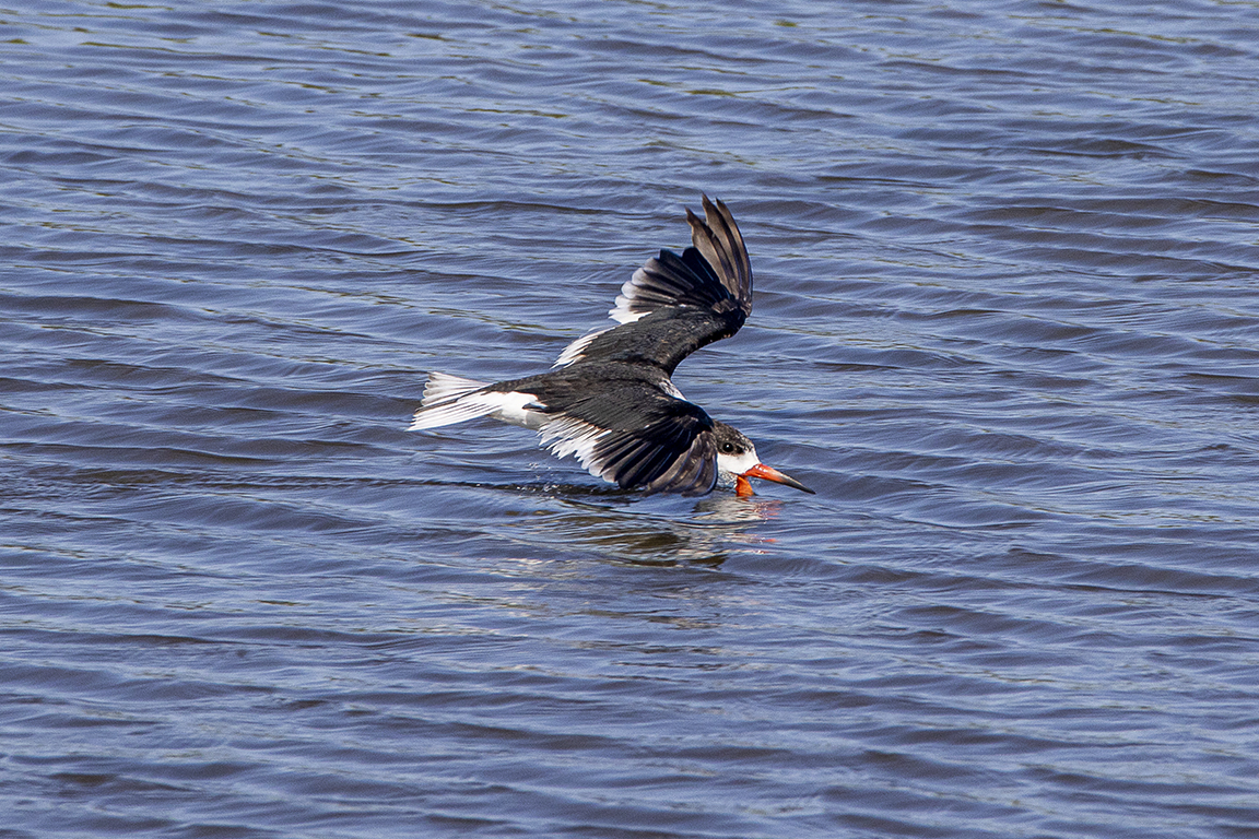 Black_Skimmer_v2_Flyby_Brig_6_19_600mm__76A7748