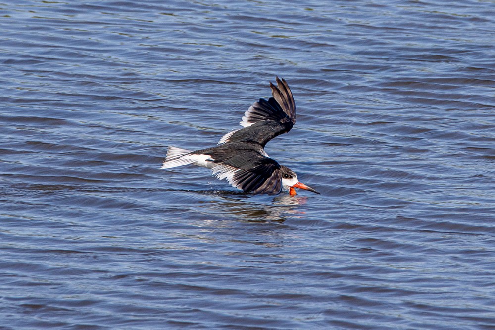 Black_Skimmer_v2_Flyby_Brig_6_19_600mm__76A7748