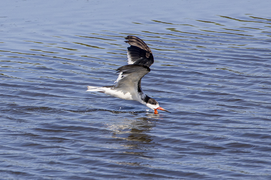Black_Skimmer_v2_Flyby_Brig_6_19_600mm_v1_76A7747
