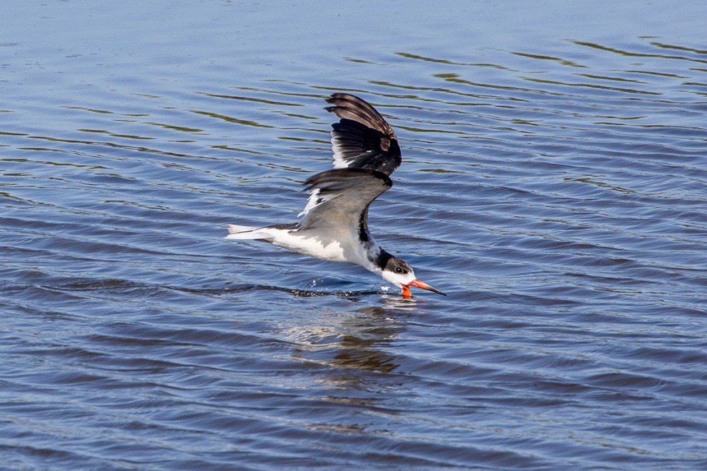Black_Skimmer_v2_Flyby_Brig_6_19_600mm_v1_76A7747