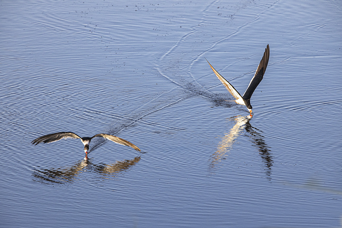 Black_Skimmers_v1_Brig_6_19_76A6707