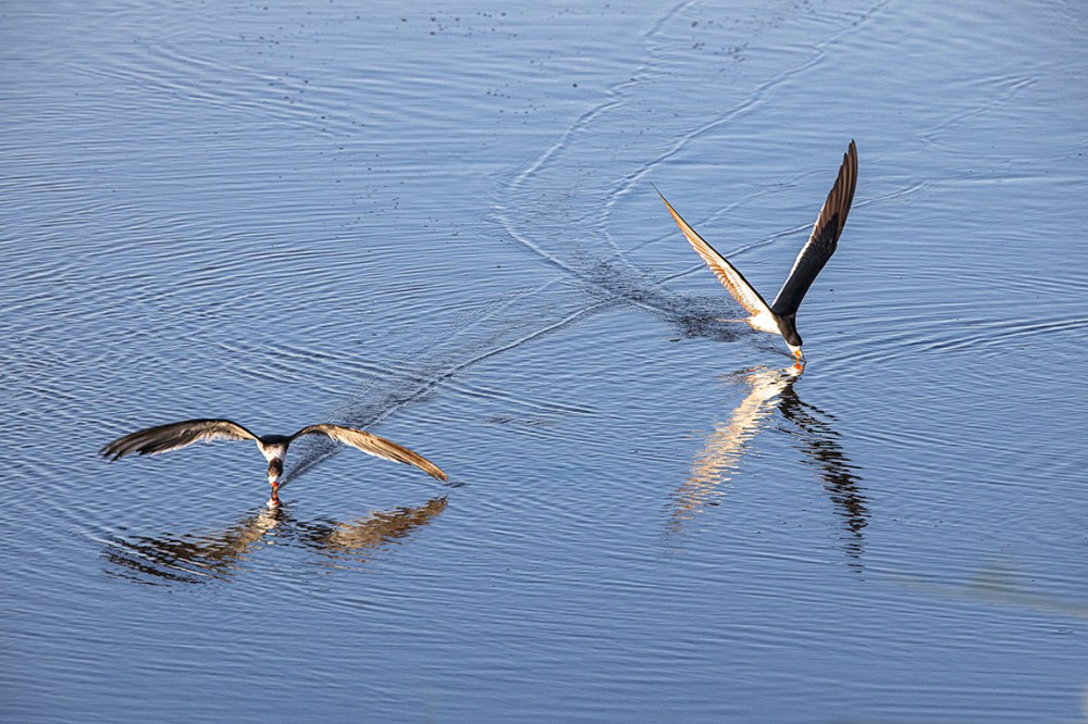 Black_Skimmers_v1_Brig_6_19_76A6707