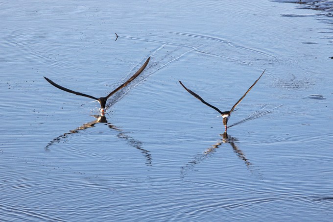 Black_Skimmers_v2_Brig_6_19_76A6705